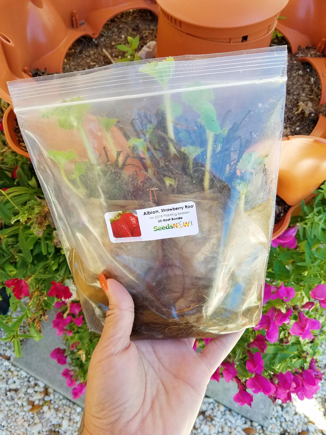 Strawberry Roots & Bundles from Strawberry (IE), showcasing fresh strawberry plants and bundled roots for planting.