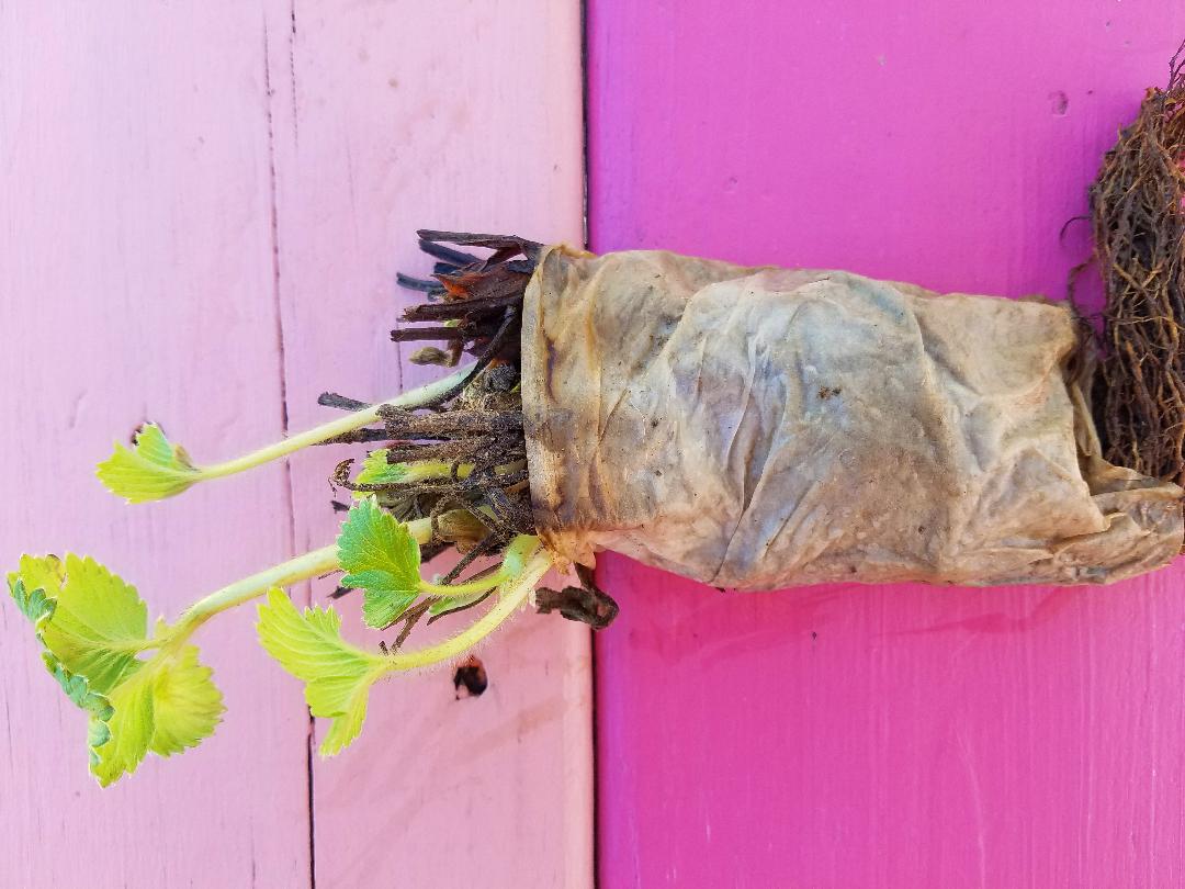Strawberry Roots & Bundles by Strawberry (IE), fresh strawberry plants with vibrant green leaves and root bundles ready for planting.