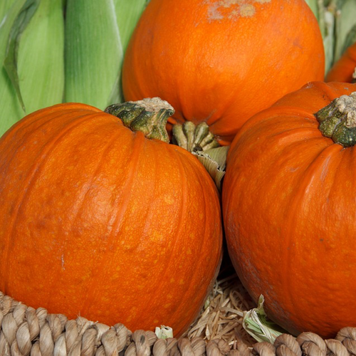 Buy Wee Be Little Pumpkin Seeds online from the USA now! Perfect for small spaces, these compact pumpkins are ideal for decorative use and harvest in 90 days.