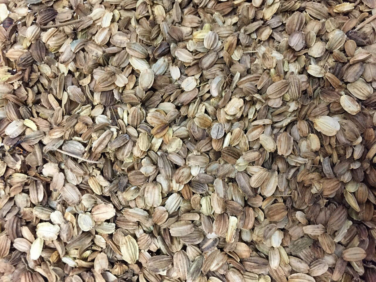 Angelica seeds from SeedsNow, wild celery or Holy Ghost variety, shown in a close-up image with green seed pods and leaves.