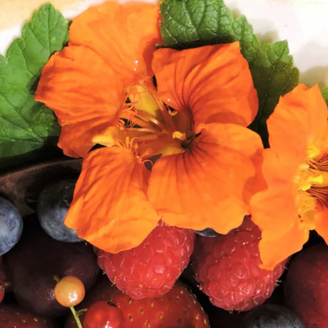 38 Edible Flowers To Plant In Your Garden 🌸