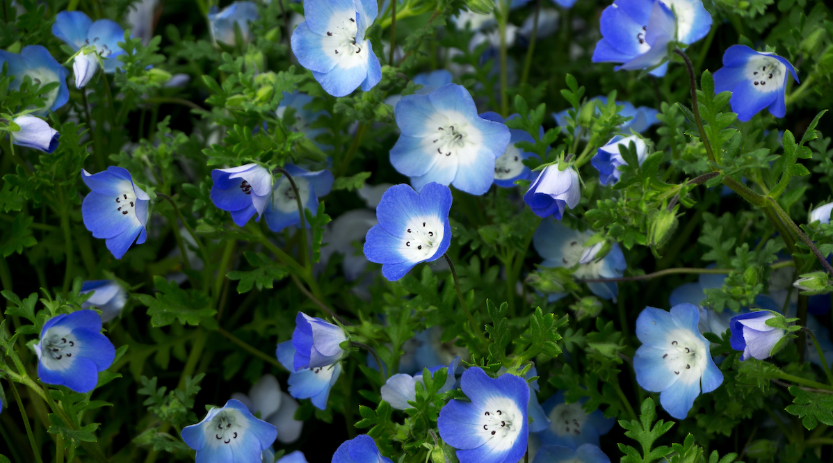 All Baby Blue Eyes (Nemophila menziesii) Flower Seeds