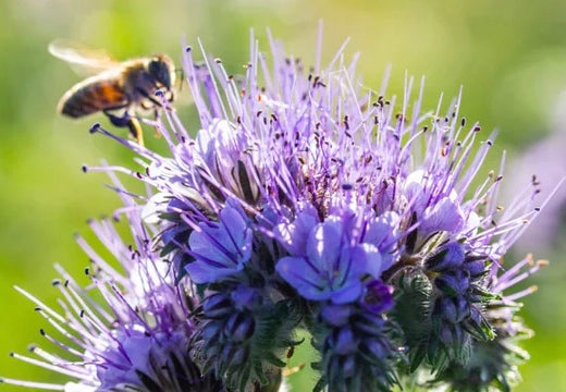 All Phacelia (Phacelia tanacetifolia) Flower Seeds