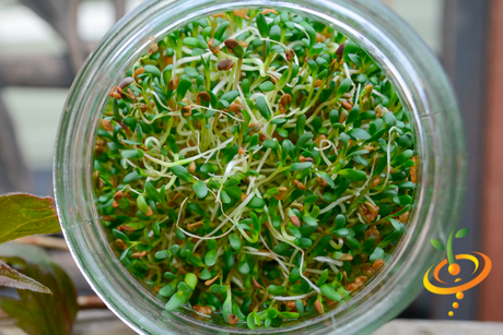 Buy the best Organic Alfalfa sprouts & micro-greens seeds in the USA