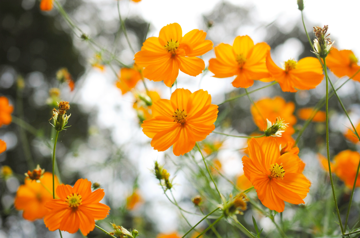All Cosmos (Cosmos sulphureus) Flower Seeds