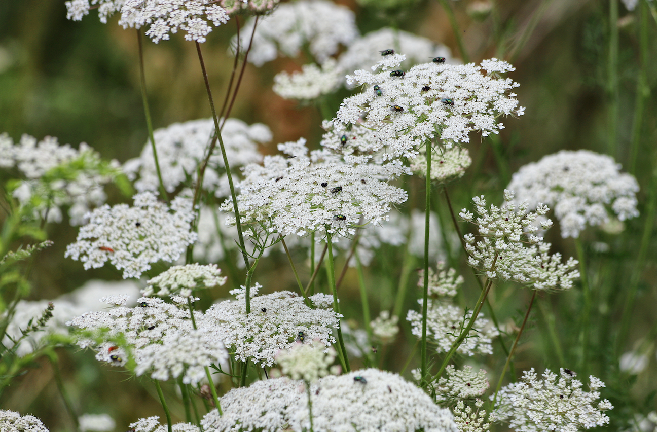 All Bishop's Weed or Greater Ammi or Queen Anne's Lace (Ammi majus) Flower Seeds