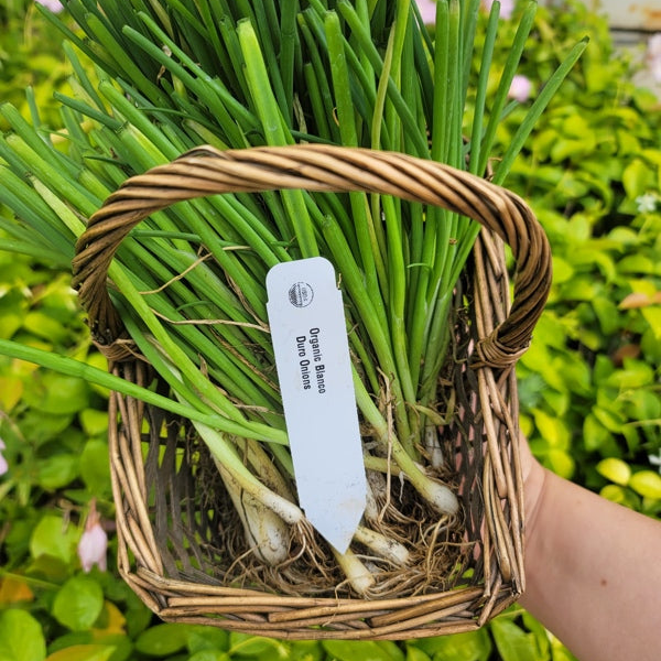 Plant label markers