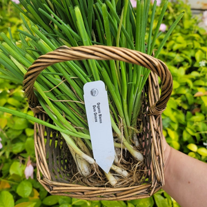 Plant label markers
