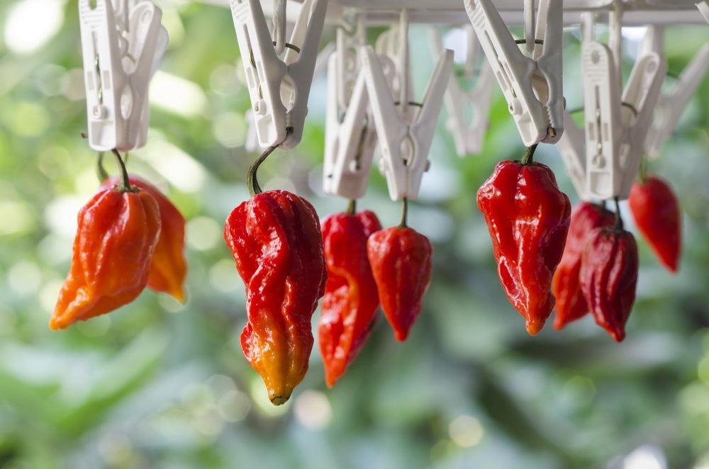 All-in-One Hottest Peppers 🥵🔥🌶️ Variety Pack