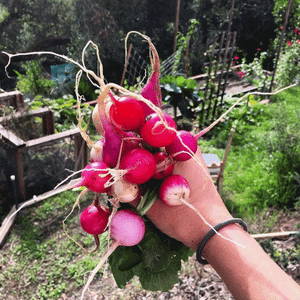 *NEW* Seeds-of-the-Month! | A Premium Monthly Seed Club Subscription