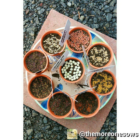 All-in-One Sprouts and Microgreens Variety Pack from SeedsNow-SeedBanks, showing colorful fresh microgreens and sprout mixes in a tray.