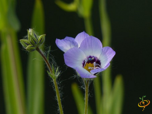 Wildflowers - All Annual Scatter Garden Seed Mix - SeedsNow.com