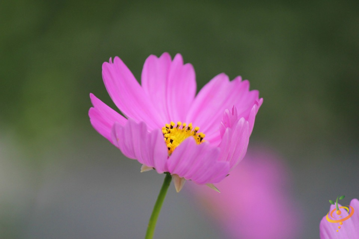 Wildflowers - Annual Cut Flower Scatter Garden Seed Mix - SeedsNow.com