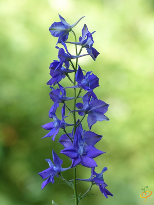 Wildflowers - California Native Scatter Garden Seed Mix - SeedsNow.com