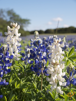 Wildflowers - Deer Resistant Scatter Garden Seed Mix - SeedsNow.com