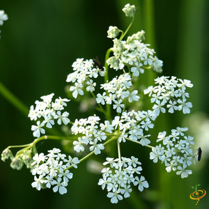 Wildflowers - All Perennial Scatter Garden Seed Mix - SeedsNow.com