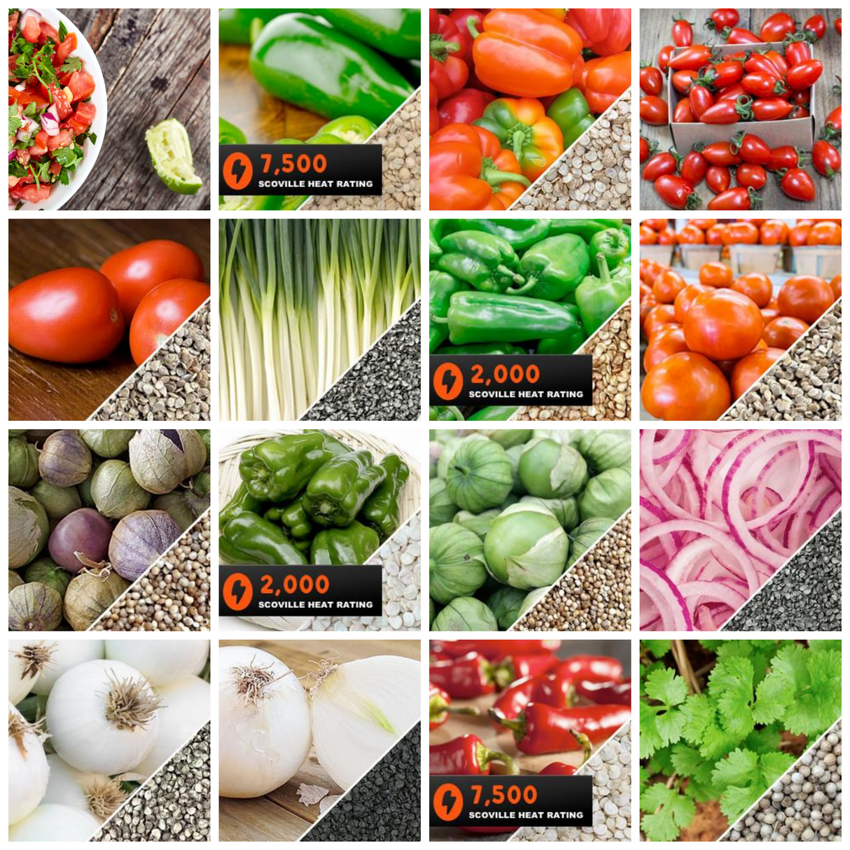 All-in-One Salsa Garden Variety Pack - SeedsNow.com