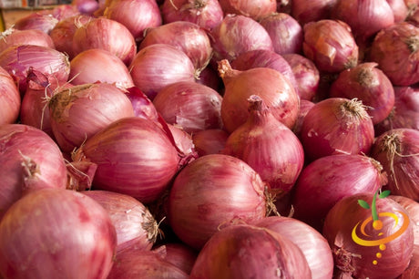 Organic red shallots from Holland, SeedsNow-Shallot set, fresh bulbs with papery skin and vibrant red color.