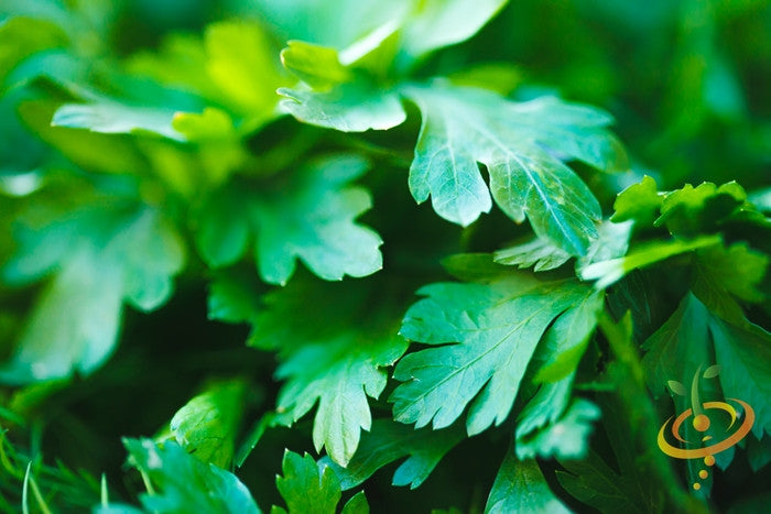 Parsley - Dark Green Italian Giant.