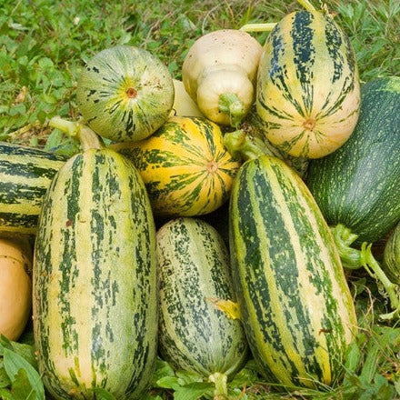 Squash (Summer) - Marrow, Green - SeedsNow.com