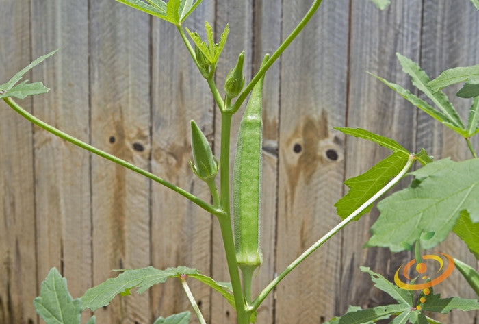 Okra - Emerald Green Velvet.