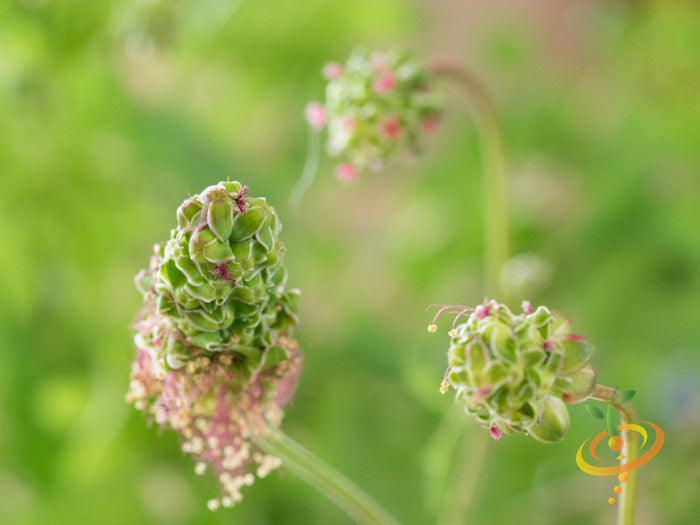 Salad Burnet.