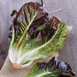Lettuce - Romaine, Red - SeedsNow.com