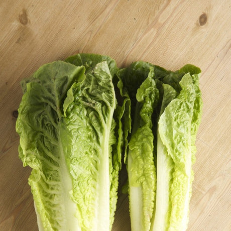 Lettuce - Romaine, Classic "Paris Island Cos" - SeedsNow.com