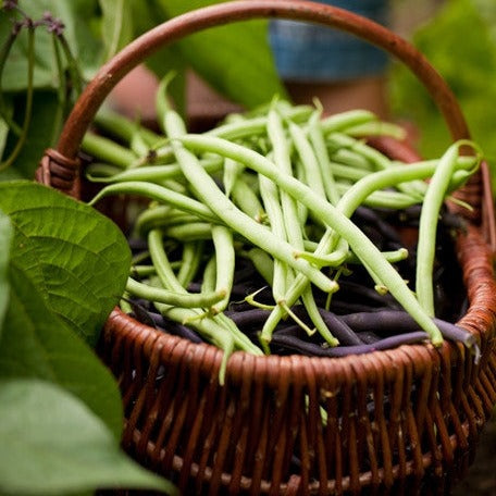 Bean, Bush - Top Crop - SeedsNow.com