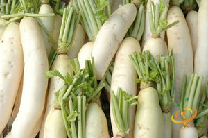 Radish - Japanese Minowase/Daikon "Big Root".