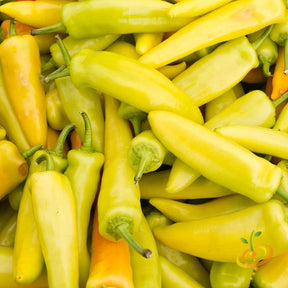 Close-up of fresh Hungarian Hot Wax peppers in yellow and light green shades
