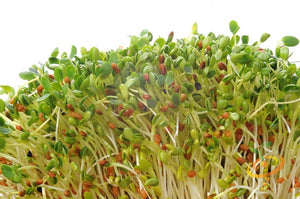 Sprouts/Microgreens - Radish, Classic.