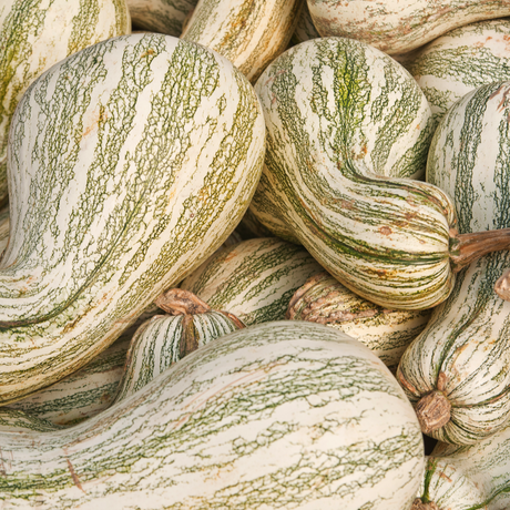 Squash (Winter) - Crookneck, Cushaw Green Striped - SeedsNow.com