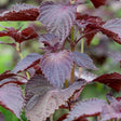 Shiso, Red (Perilla Leaf, Japanese Basil) - SeedsNow.com