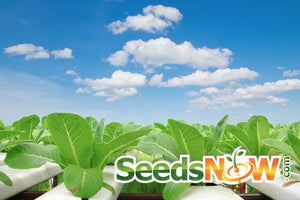 All-in-One Hydroponic Greens Variety Pack - SeedsNow.com