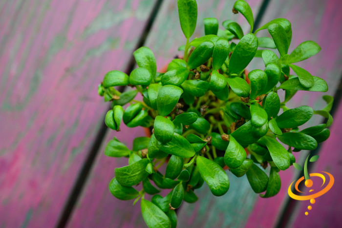 Sprouts/Microgreens - Fenugreek - SeedsNow.com