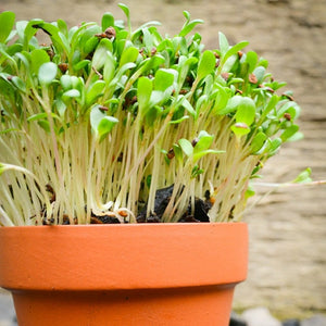 Sprouts/Microgreens - Alfalfa - SeedsNow.com