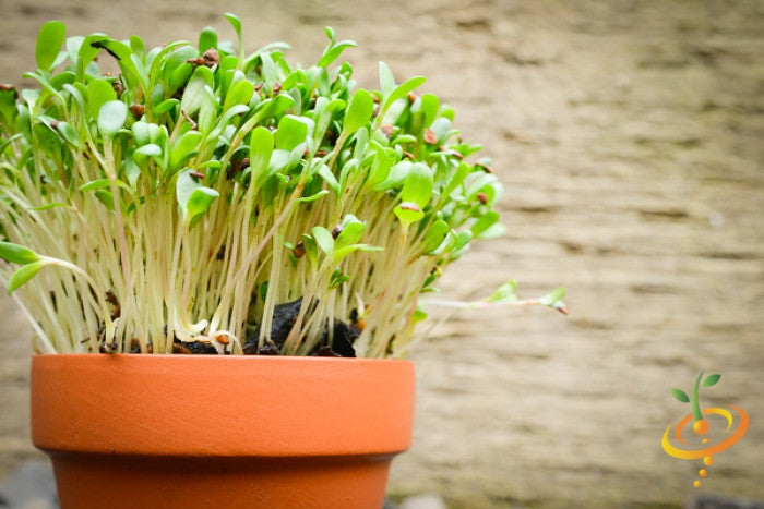 Sprouts/Microgreens - Alfalfa.