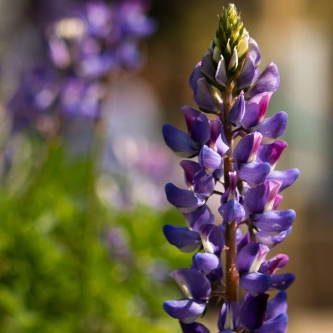 Flowers - Lupine, Arroyo - SeedsNow.com