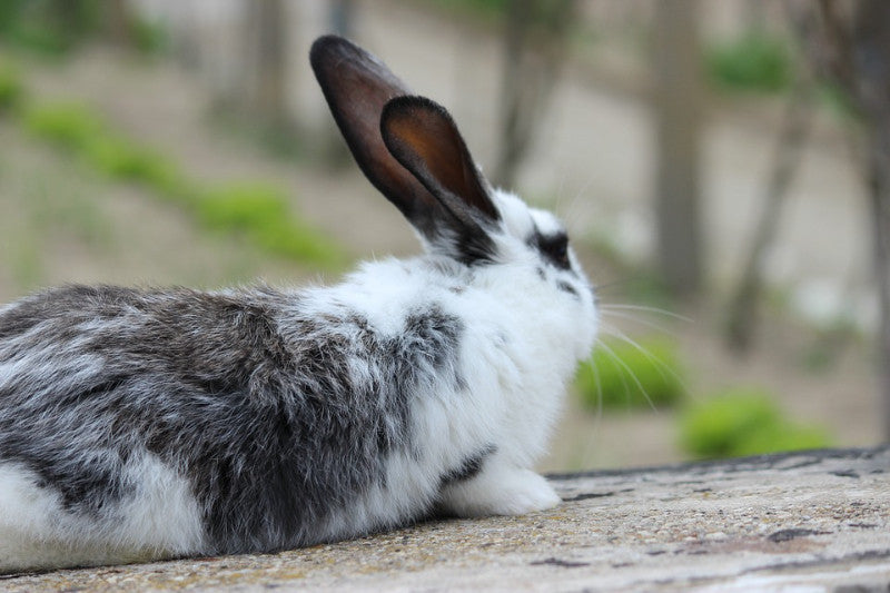 All-in-One Bunny Garden Variety Pack - SeedsNow.com