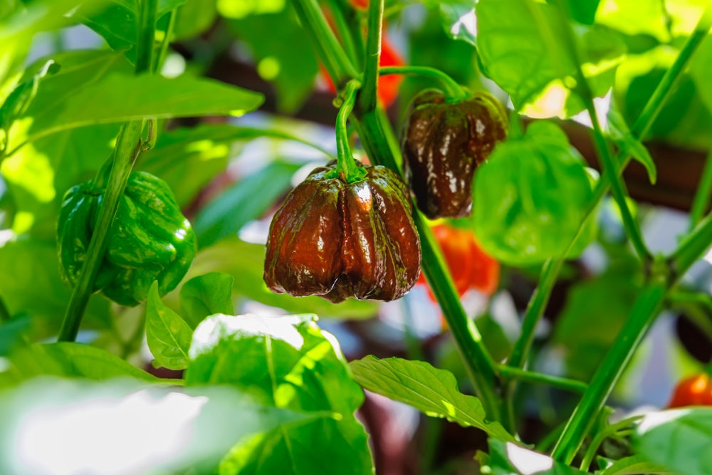 Pepper (Hot) - Habanero, Chocolate  🔥🔥🔥🔥🔥 - SeedsNow.com