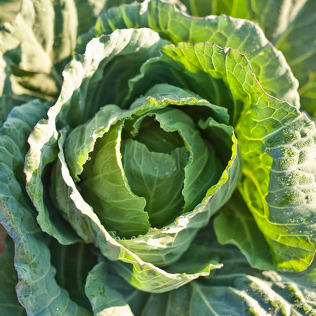 Cabbage - Early Jersey Wakefield - SeedsNow.com