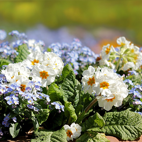 Wildflowers - Fragrant Flower Scatter Garden Seed Mix - SeedsNow.com