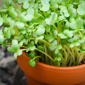 Sprouts/Microgreens - Mustard, Mizuna (Green).