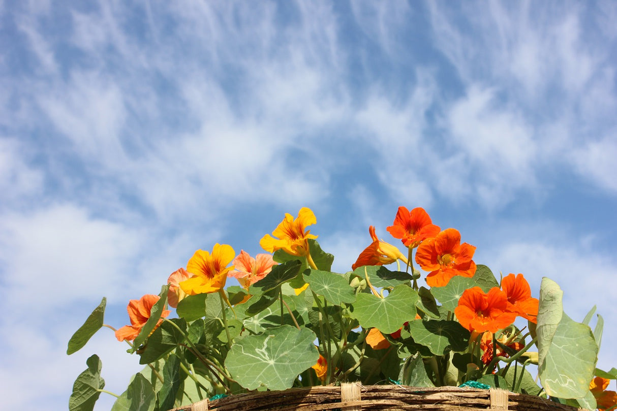 Nasturtium - Whirlybird - SeedsNow.com