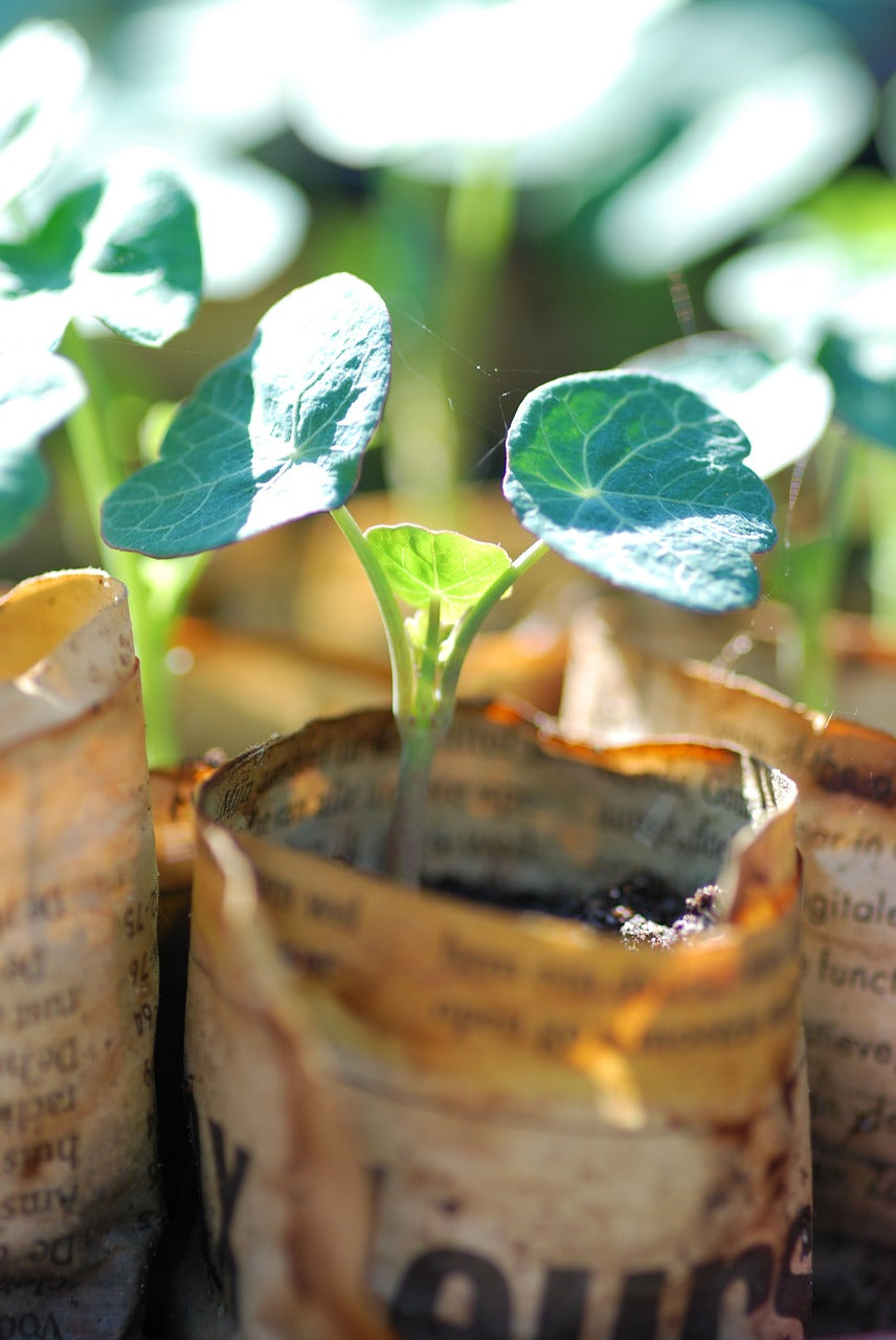 Nasturtium - Dwarf Jewel Mix - SeedsNow.com