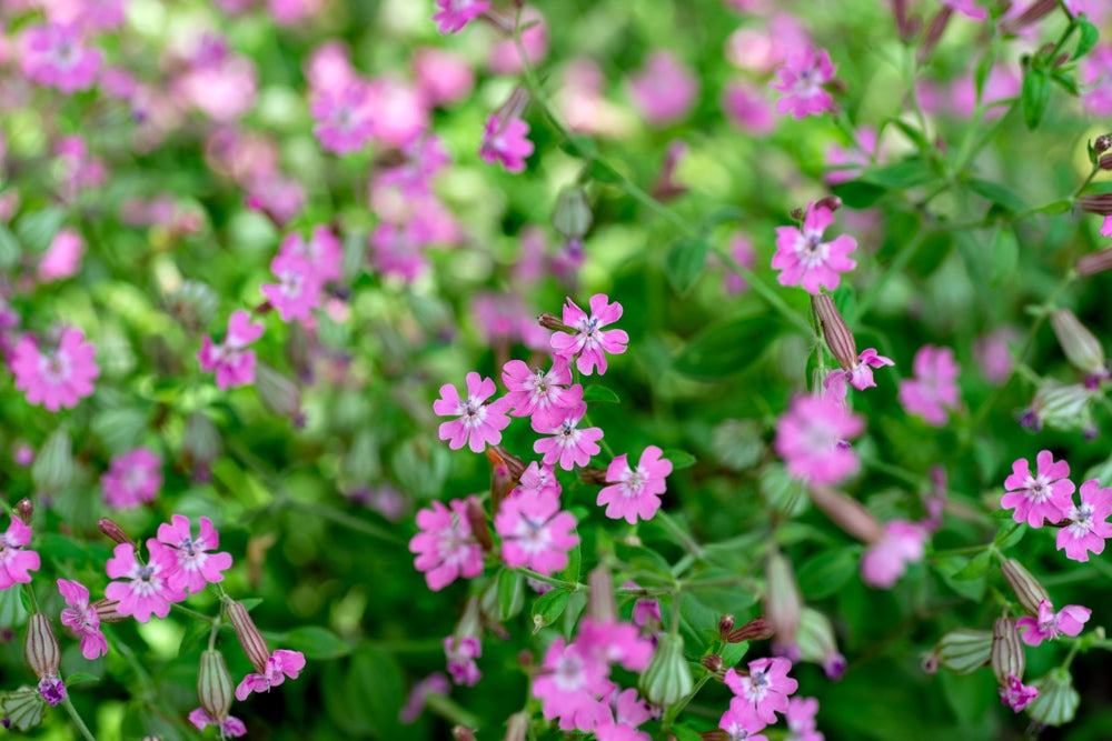 Flowers - Nodding Catchfly - SeedsNow.com