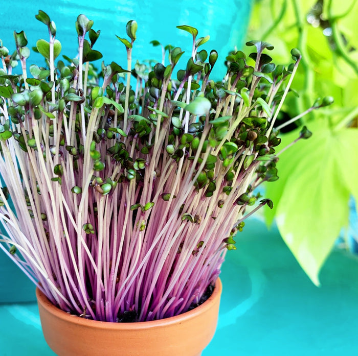 Sprouts/Microgreens - Cabbage, Red Acre - SeedsNow.com