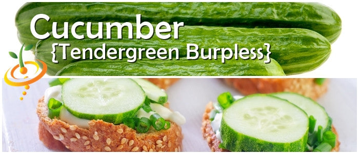 Cucumber - Tendergreen Burpless.