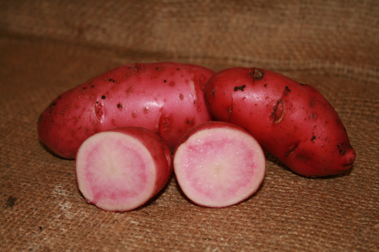 Potato (Late-Season) Fingerling - Red Thumb (Organic/Heirloom) - SeedsNow.com